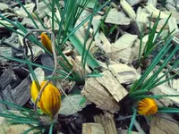 Krokus.webp