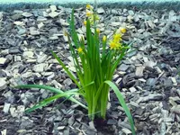 Narzissen.webp