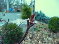 Rosenknospe.webp
