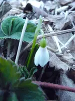 Schneeglöggli.webp