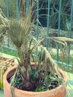 Washingtonia.webp