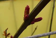 Winterjasmin.webp