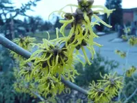 Zaubernuss2.webp