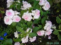 Lieserl 2.webp