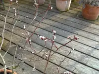 baum.webp