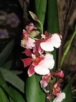 Bild 13.webp