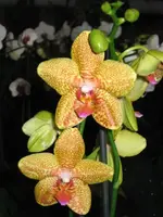 Bild 15.webp