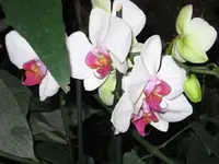 Bild 17.webp