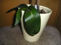 Kranke Orchidee.webp