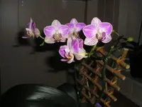 Orchidee 2.webp