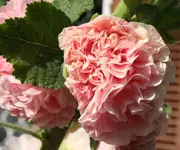 maria plain klein.webp