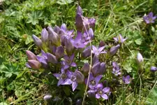 blau2.webp