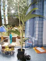 Bangalow-Palme.webp