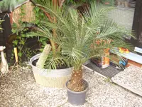 Phönix roebellinii.webp