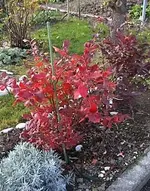 heidelherbst.webp