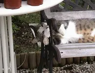 gartencat2.webp
