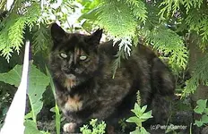 gartencat3.webp