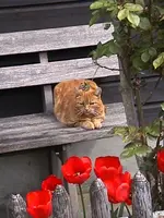 gartencat6.webp