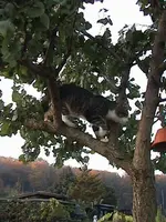 gartencat7.webp