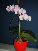 Orchideen 034.webp