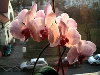 Orchideen 038.webp