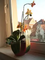 Orchideen 039.webp