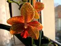 Orchideen 040.webp
