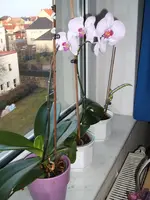 Orchideen 041.webp