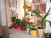 Orchideen 044.webp