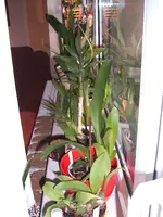 Orchideen 045.webp