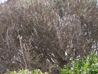 Rosmarin1.webp