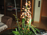 IMG_1419.webp