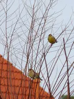 P1030848.webp