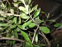 IMG_0004.webp