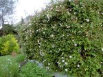 Fruehling 2008 263.jpg