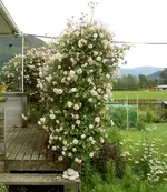 Fruehling 2008 406.webp