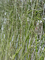050309_Hecke_0002.webp