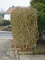 050309_Hecke_0007.webp