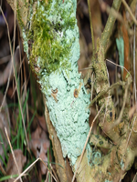 050309_Hecke_0006.webp