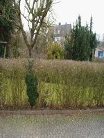 050309_Hecke_0008.webp