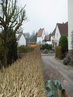 050309_Hecke_0009.webp