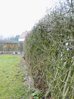 050309_Hecke_0003.webp