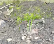 baerlauch2.webp