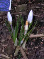 Garten 002.webp