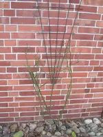 Garten 004.webp