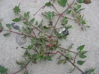 Atriplex_sp_habitus.webp
