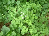 Wiesenkerbel.webp