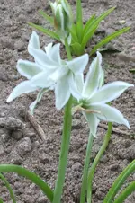 grüner milchstern.webp