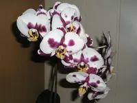 Orchidee2 August 2008.webp