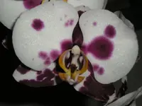 Orchidee3 August 2008.webp